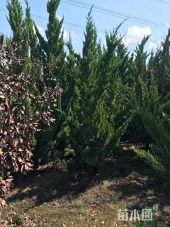 高度500厘米龙柏