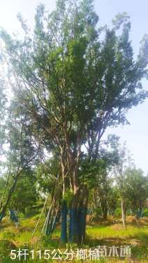 115公分榔榆