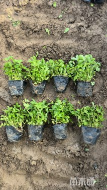 高度8厘米蛇莓【价格/图片/规格】仅供参考 ➡详情📞📞