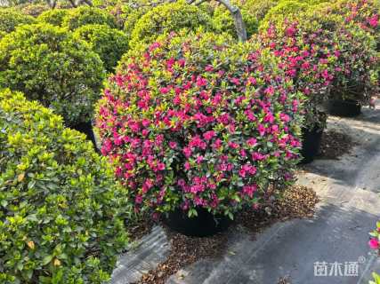 冠幅80厘米春鹃球