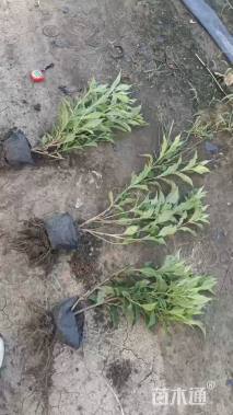 高度45厘米锦带