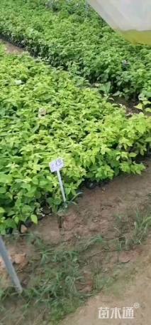 高度30厘米三角梅