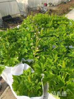 高度20厘米飞燕草