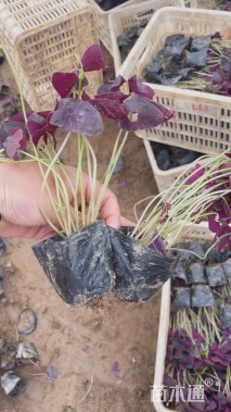 高度15厘米紫叶酢浆草