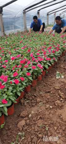 高度20厘米长春花