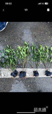 高度30厘米小叶栀子