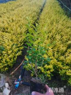 高度30厘米金叶女贞