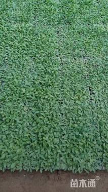 高度5厘米矮牵牛