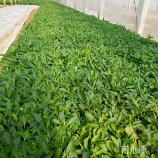 高度20厘米马鞭草