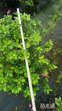 容器苗安酷杜鹃