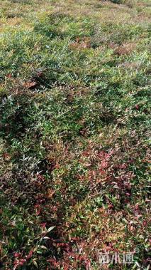 高度30厘米南天竹