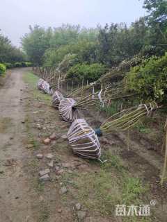 高度220厘米丛生紫薇