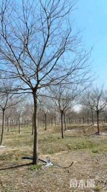 22公分朴树
