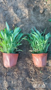 高度30厘米金鸡菊