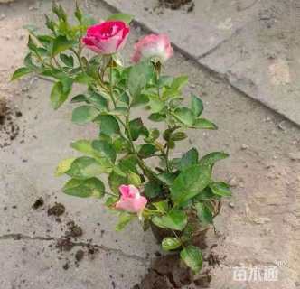 高度20厘米钻石月季