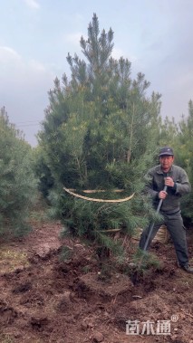 高度300厘米白皮松