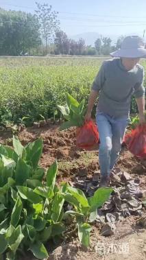 高度55厘米美人蕉