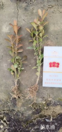 高度10厘米小叶黄杨