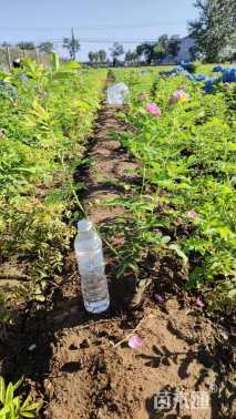 高度60厘米四季玫瑰