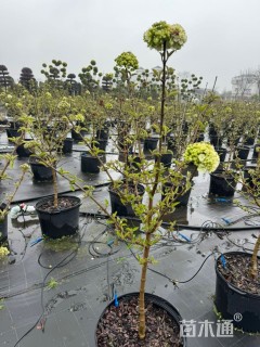 高度100厘米木绣球