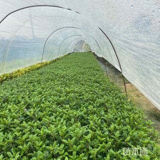 高度20厘米胡椒木