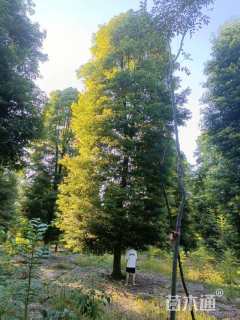 30公分金丝楠木