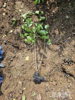 高度60厘米丁香