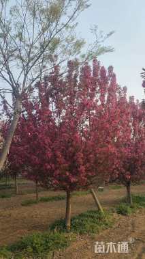 15公分绚丽海棠