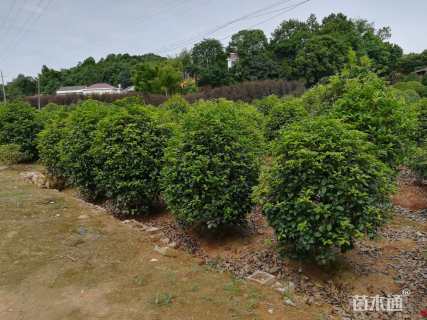 冠幅150厘米四季桂球