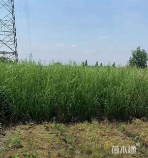 高度30厘米紫田根