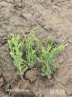 高度50厘米朝鲜黄杨