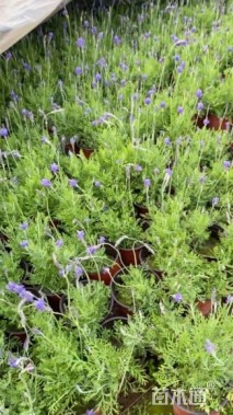 高度20厘米薰衣草