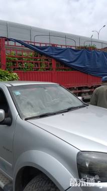 高度75厘米结香