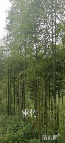雷竹