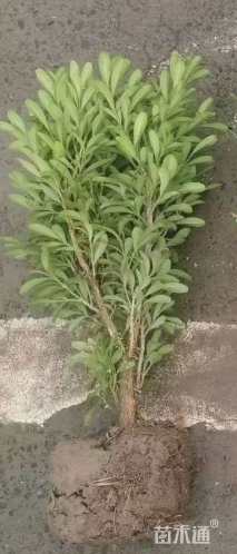 高度20厘米雀舌黄杨