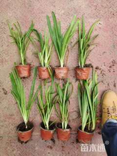 高度30厘米百子莲