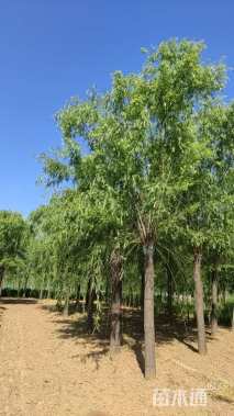 12公分西湖垂柳