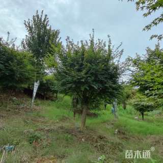 20公分日本红枫