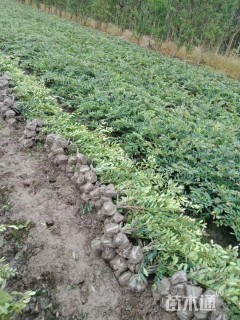 高度40厘米小叶蚊母