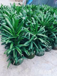 裸干高100厘米棕竹