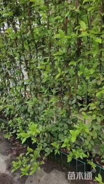 180厘米风车茉莉