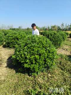 冠幅100厘米冬青球
