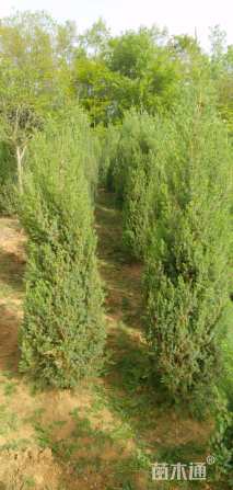 高度60厘米塔柏