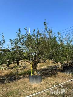 高度350厘米果石榴