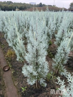 高度50厘米蓝冰柏