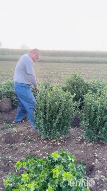 冠幅50厘米冬青球