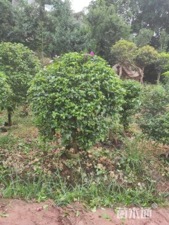 冠幅100厘米三角梅球