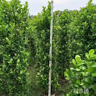 高度200厘米火山榕