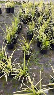 高度20厘米麦冬