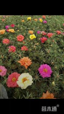 高度15厘米半枝莲